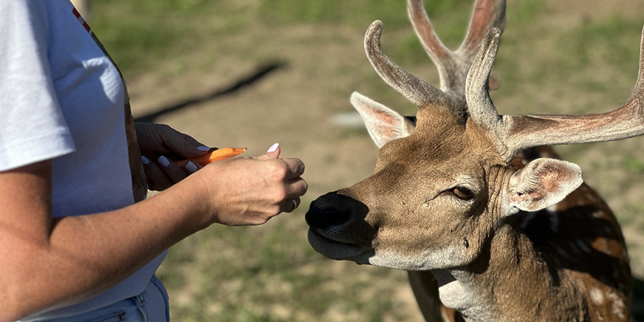 Фотография из парка "Тишь да крышь"