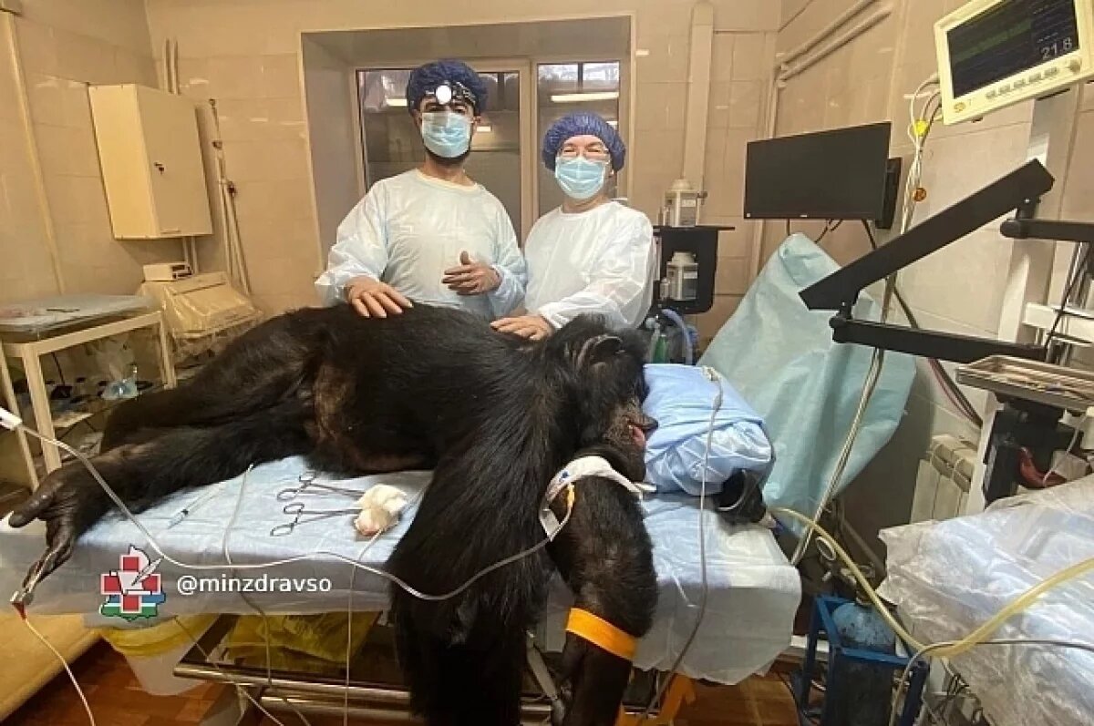 Необычная для человеческих врачей пациентка прекрасно перенесла операцию.