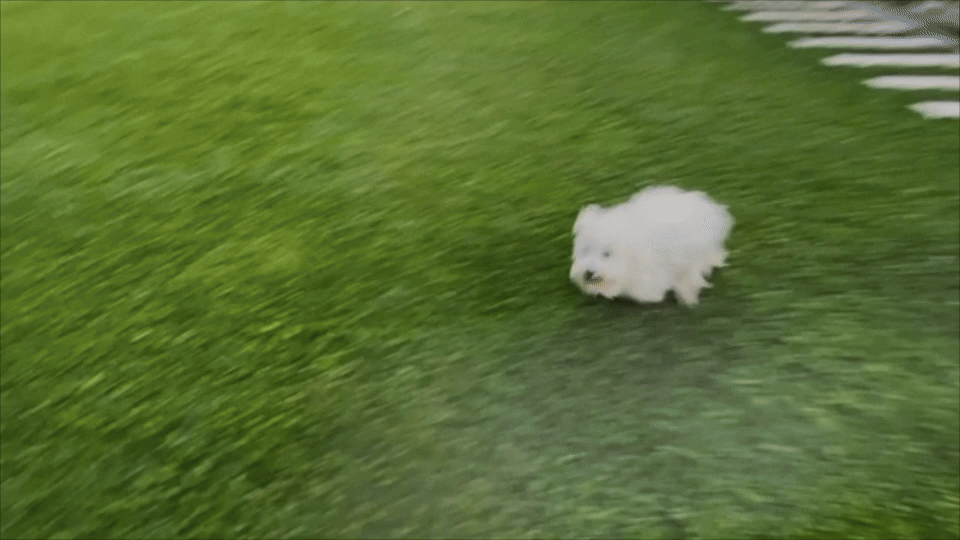 Зуми, фрапсы или «периоды бешеной активности», а попросту «бешенка». Изображение discovermagazine.com