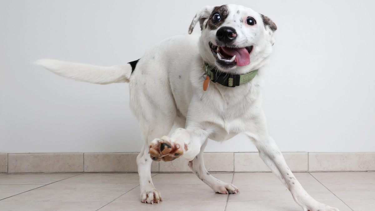 Собачьи «бешенки» – одна из множества прикольных фишек, которые делают нашу жизнь с четвероногими друзьями такой особенной. Фото GettyImages