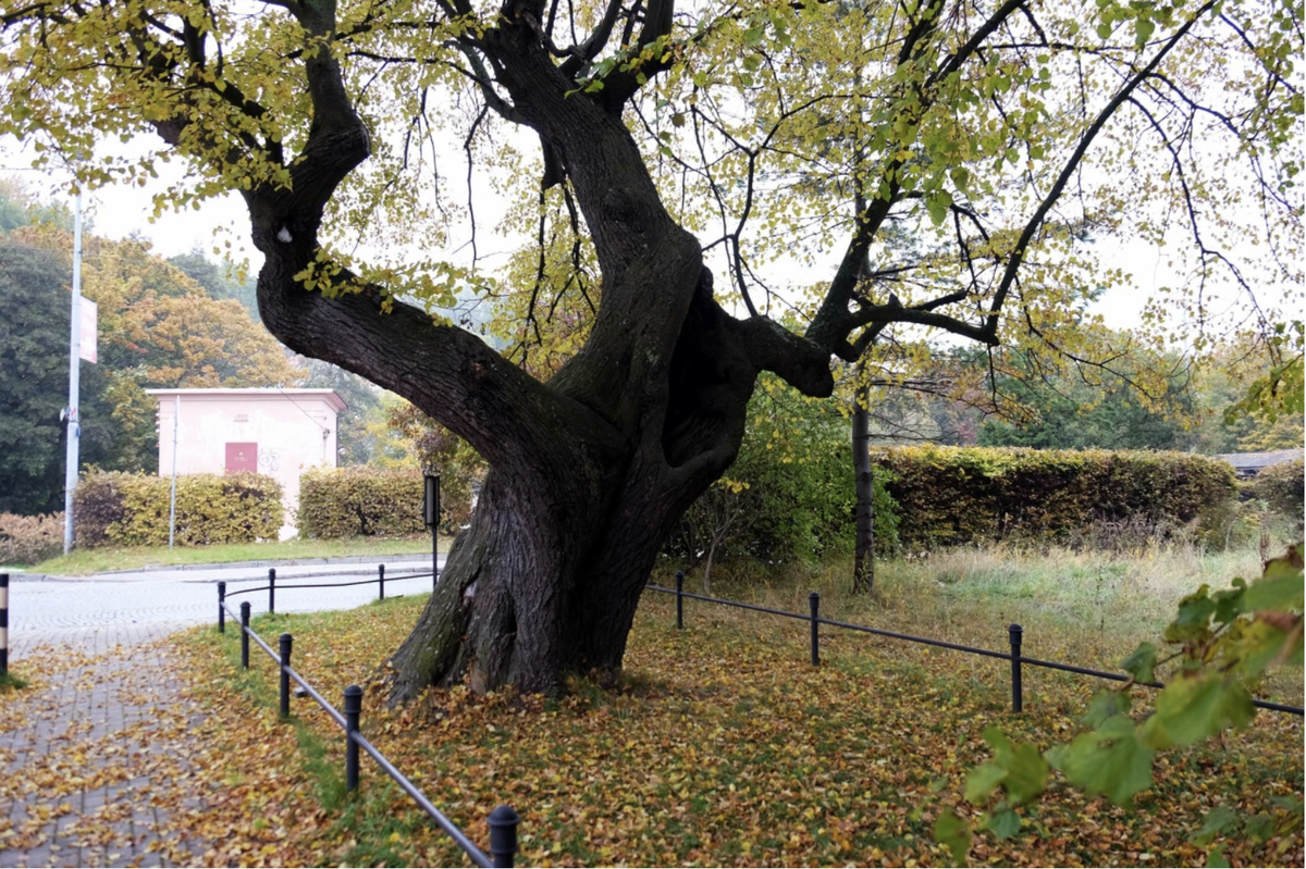 Липа - памятник. Липа мелколистная на берегу озера Тихого в Калининградской области