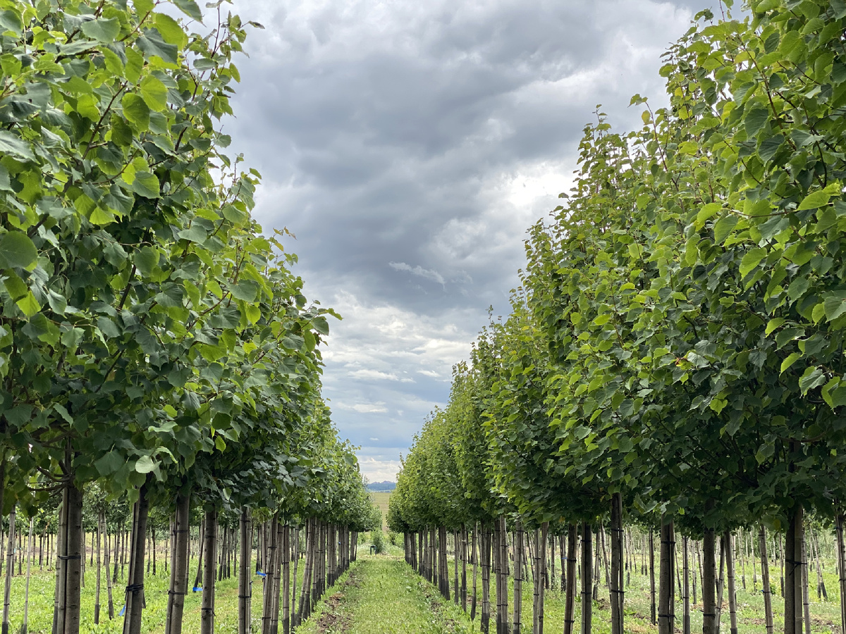 Липа мелколистная "Гринспайер" в полях Питомника Савватеевых