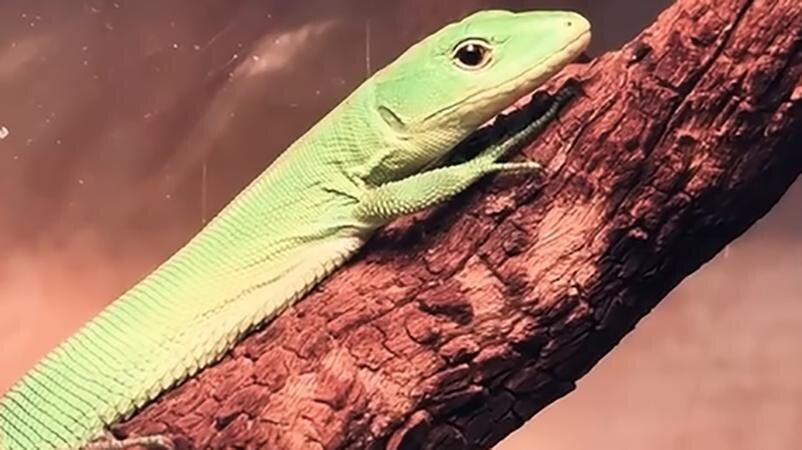    Фото: пресс-служба Ленинградского зоопарка