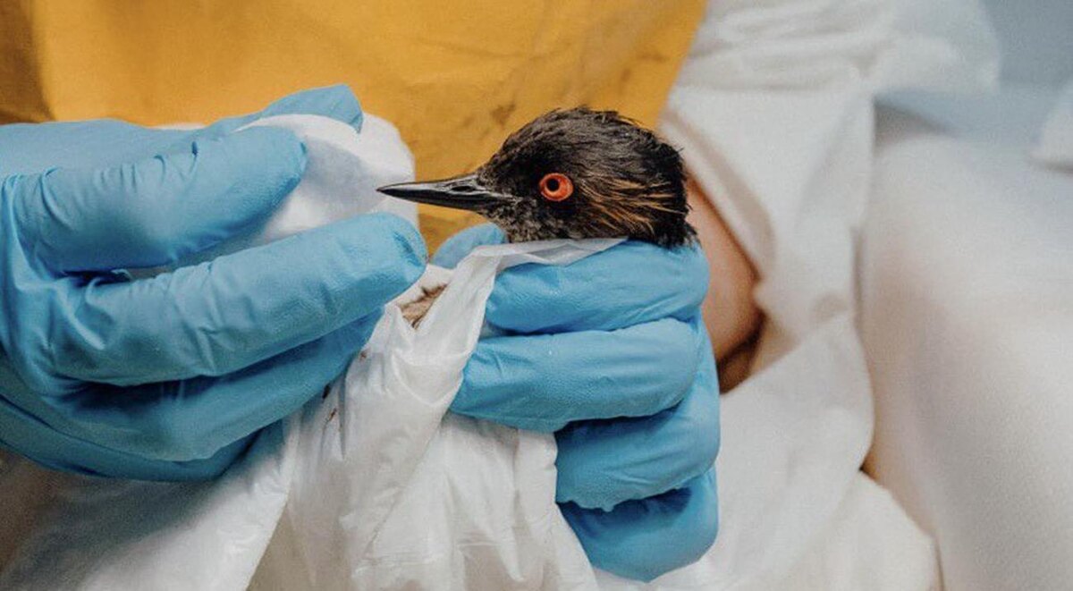 Фото: Оперштаб Кубани