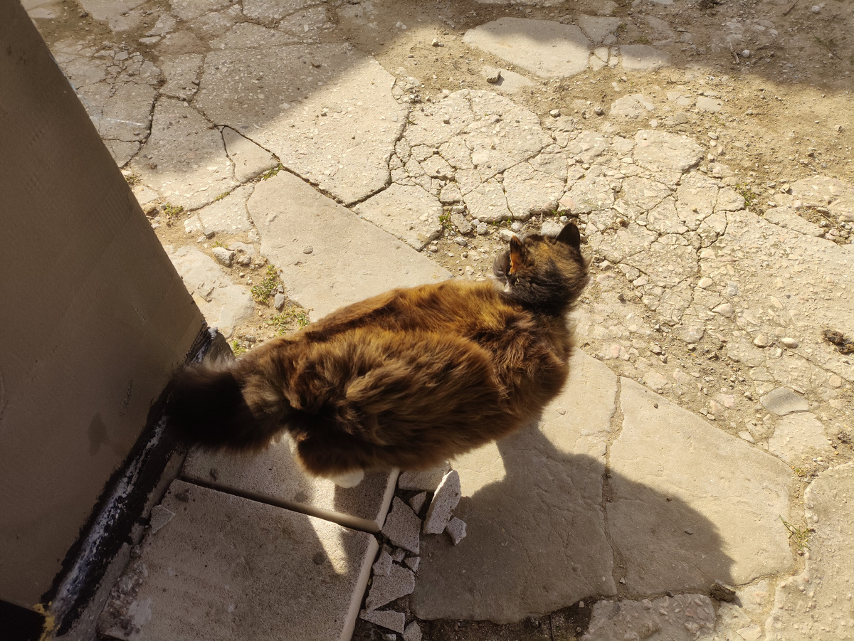 Как смешно ветер шерсть на Мухе развевает )))