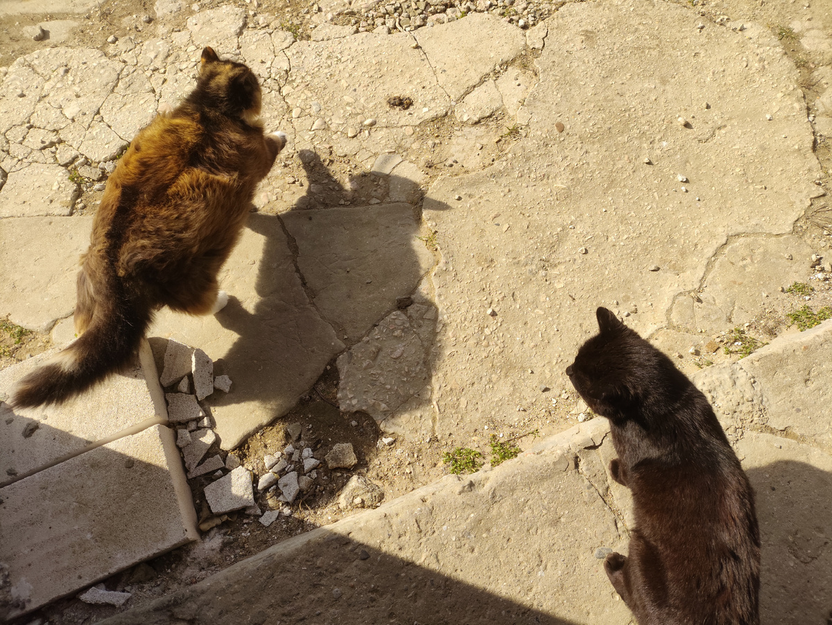 Малой все мечтает с Мухой подружиться, но она категорически против...