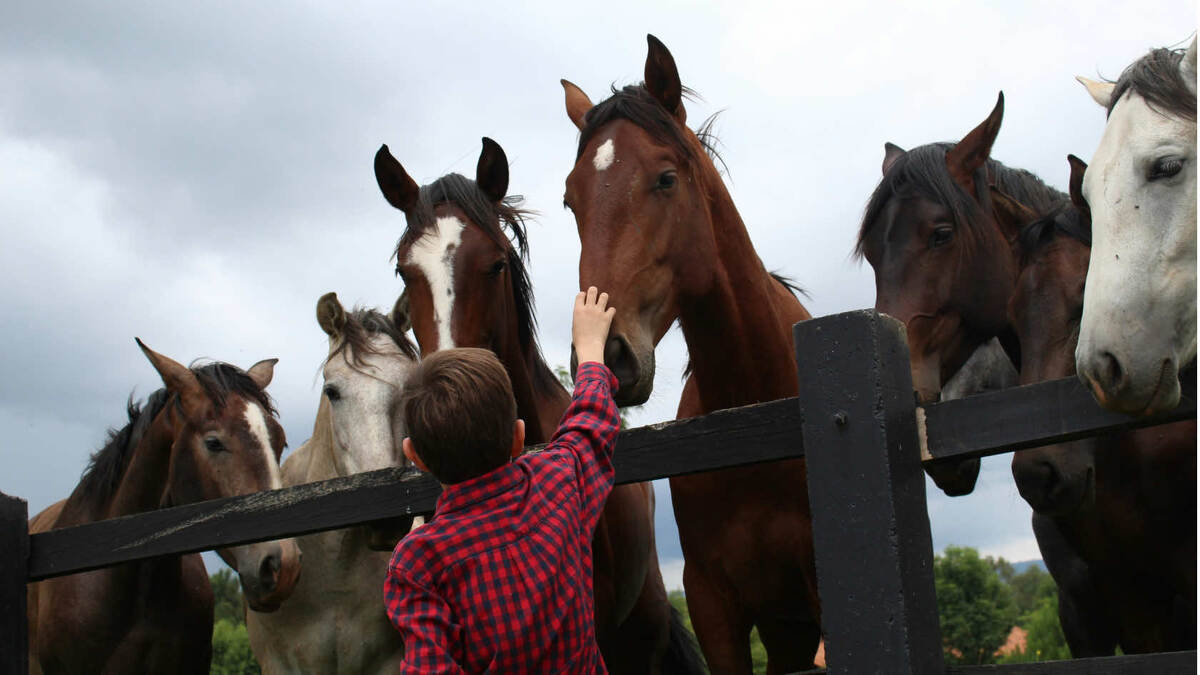 Иппотерапия изучает влияние контакта с лошадьми