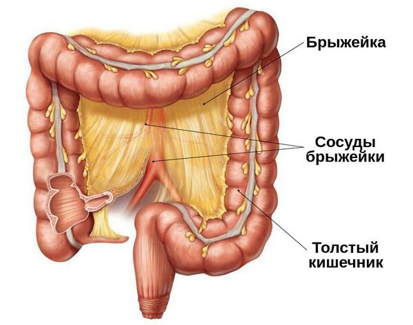 Схематичное расположение брыжейки для понимания 