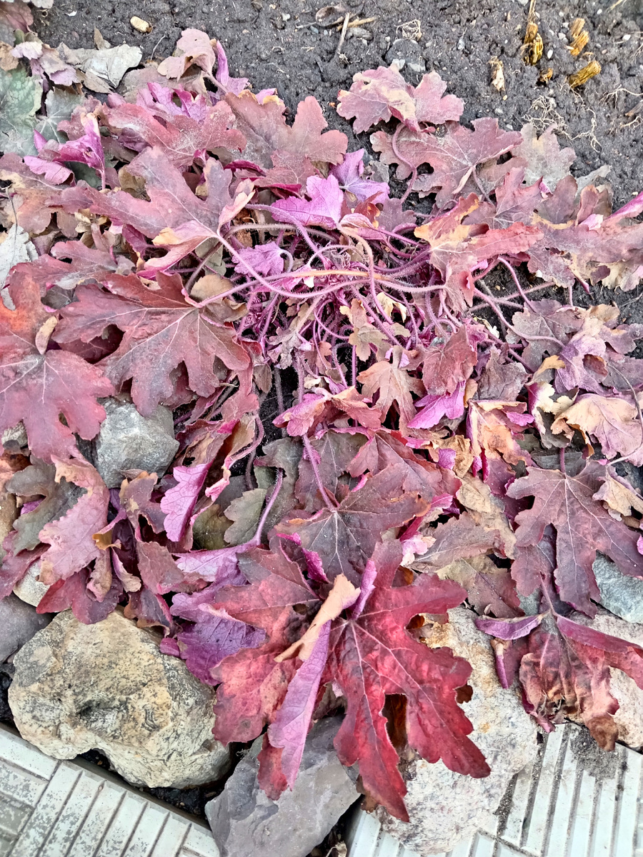 Ред Ровер зимовал без укрытия 