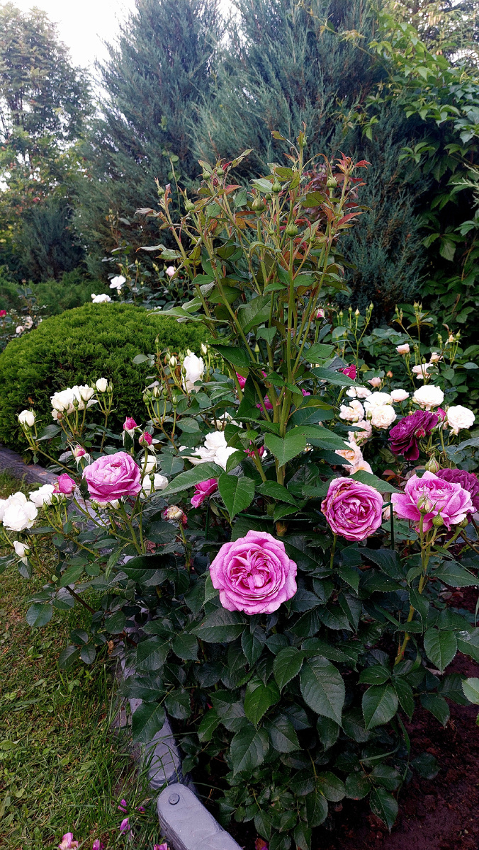 Кармен Вюрт. Флорибунда. Любит радовать меня букетом на палке)