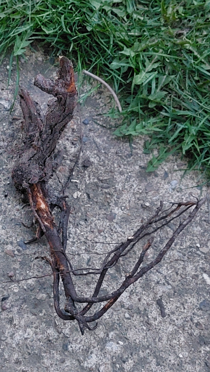 Роза, которая долго маялась. Я не понимала почему. Была куплена с закрытой корневой системой. А когда, наконец, роза отмучилась - оказалось, что корень был вот так загнут.