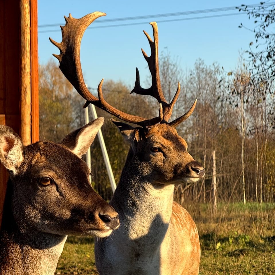 Кадры из питомника "Тишь да крышь"