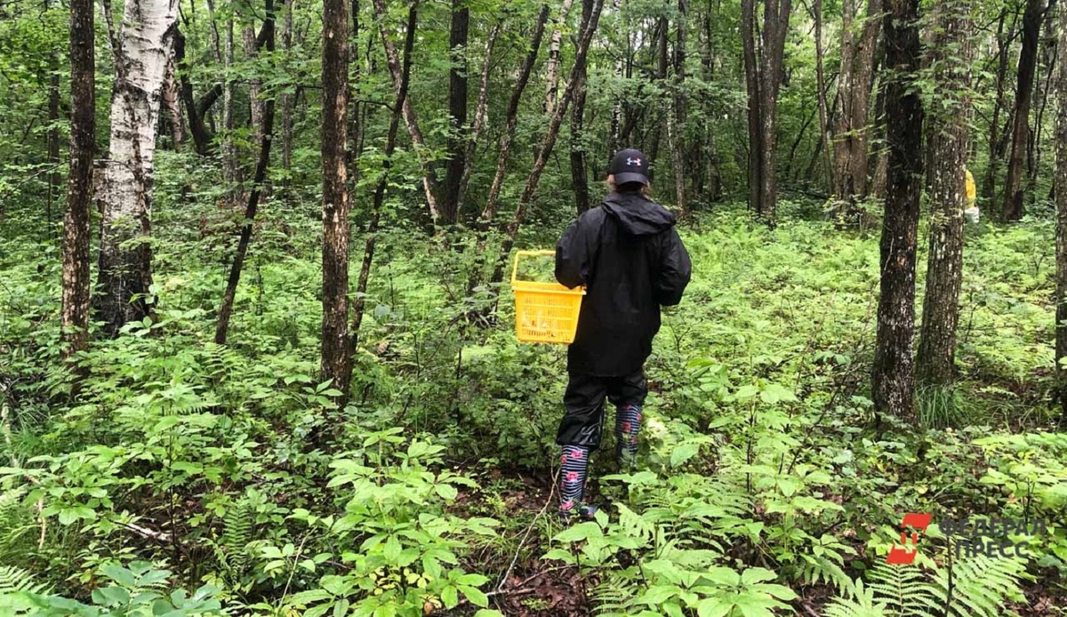 В регионе в течение ближайших недель может стартовать сезон сморчков.  Фото: Фото: ФедералПресс / Анастасия Полетаева