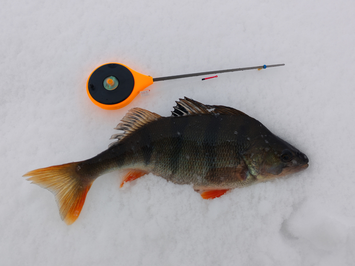 Ловить таких «арбузов» — удовольствие!