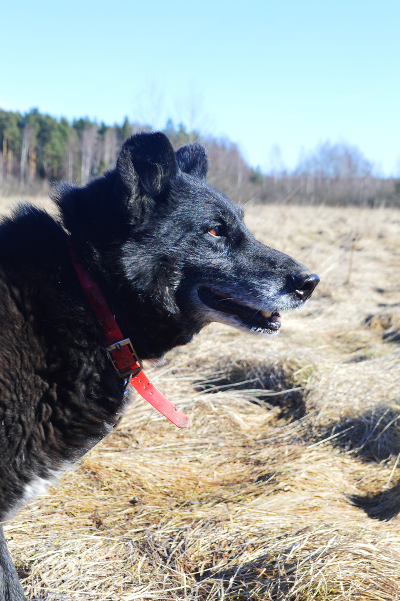 Счастливый Макс)