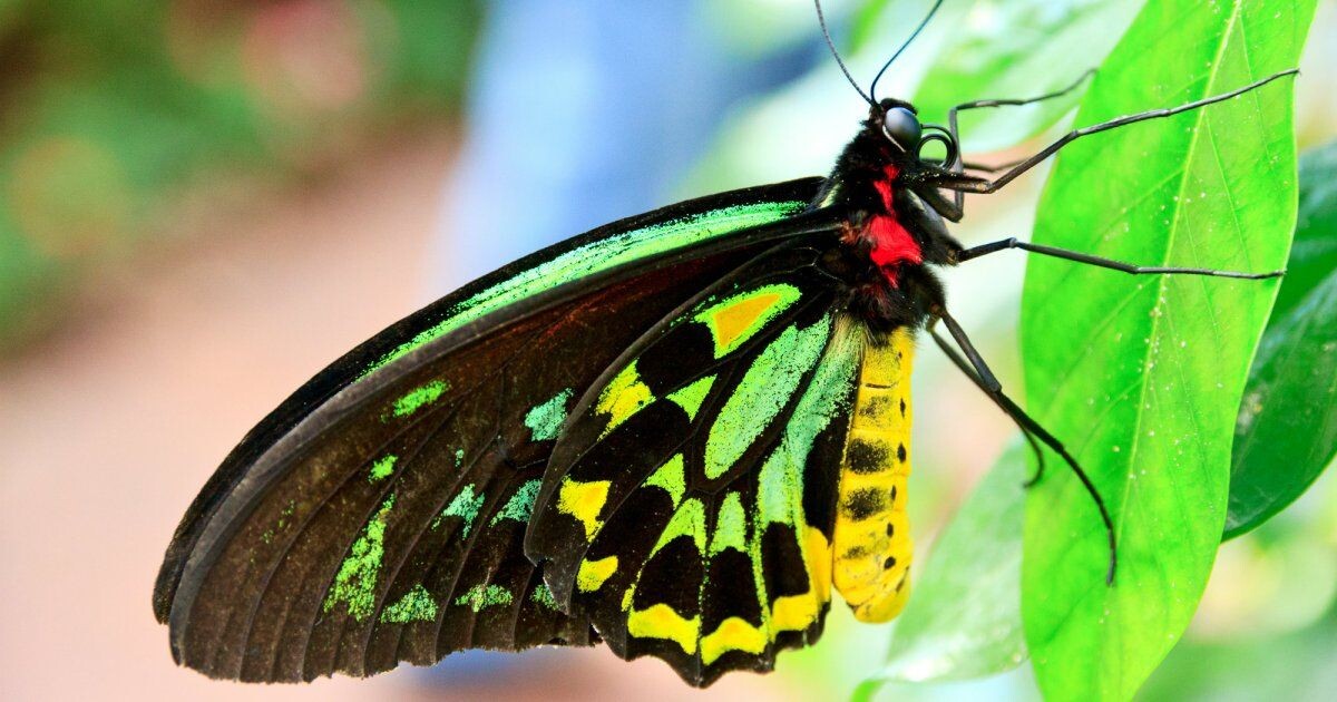 Птицекрылка королевы Александры. Фото взято из открытого доступа.