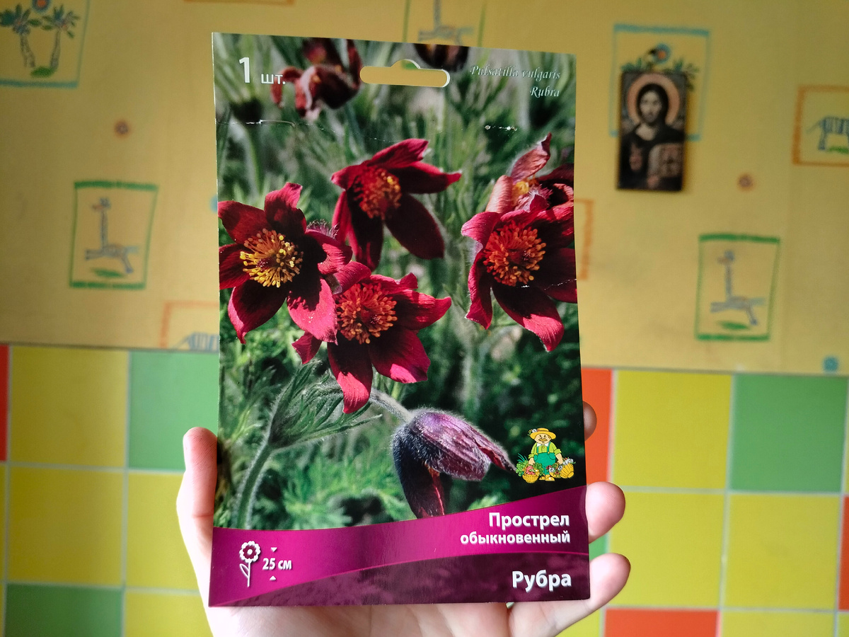 Упаковка от Прострела (Pulsatílla) Рубра от агрофирмы Поиск. Фото автора @Маша Генералова 12.03.2025