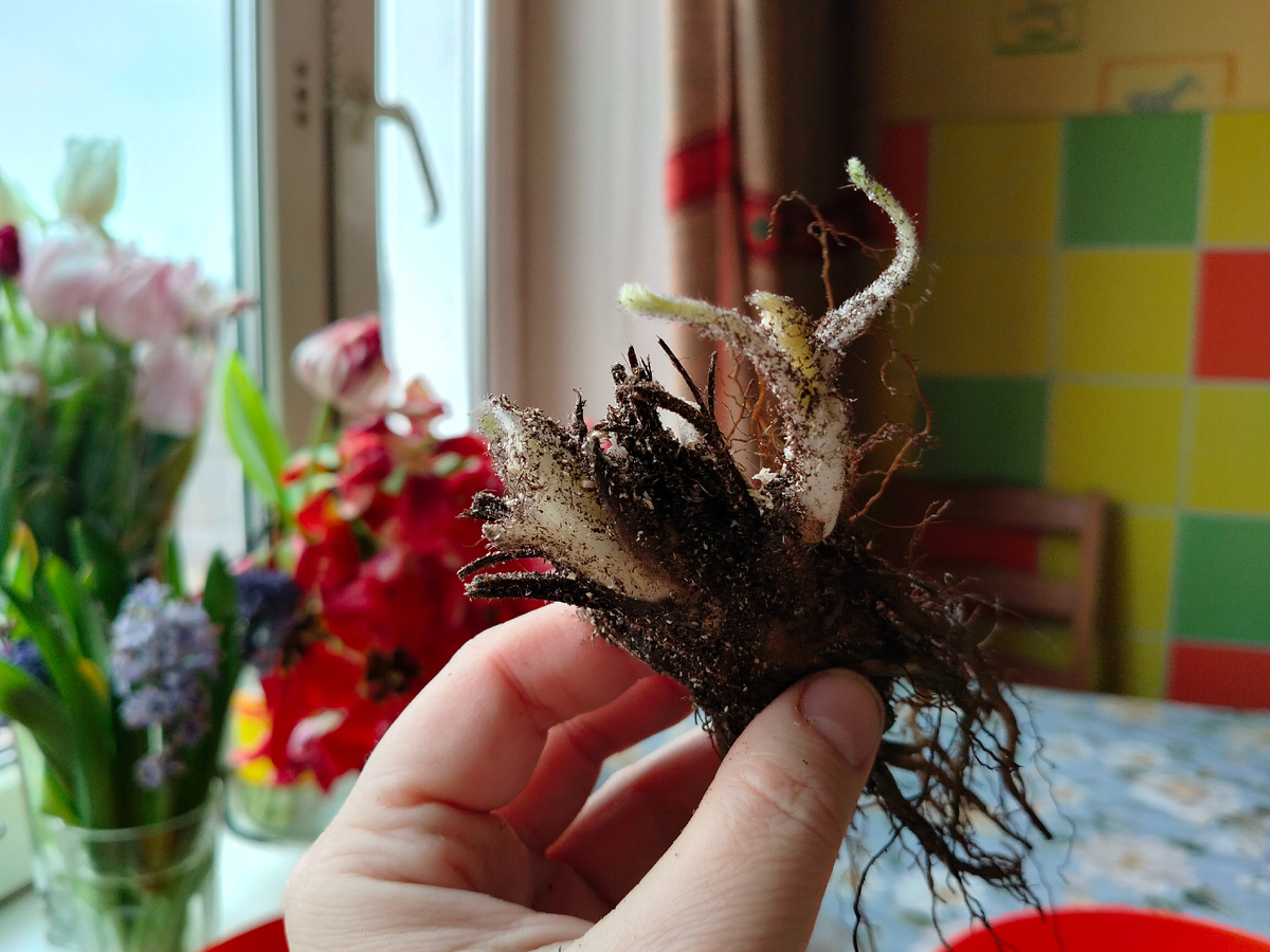 Саженец Прострела (Pulsatílla) Рубра от агрофирмы Поиск. Фото автора @Маша Генералова 12.03.2025