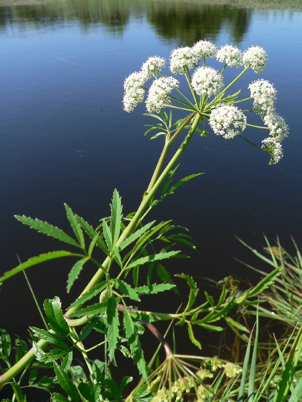 Вех (цикута)