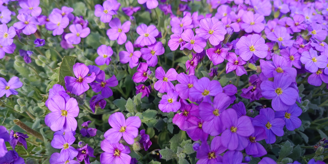 Украсят сад даже в короткое северное лето. 15 лучших многолетних растений для сурового климата