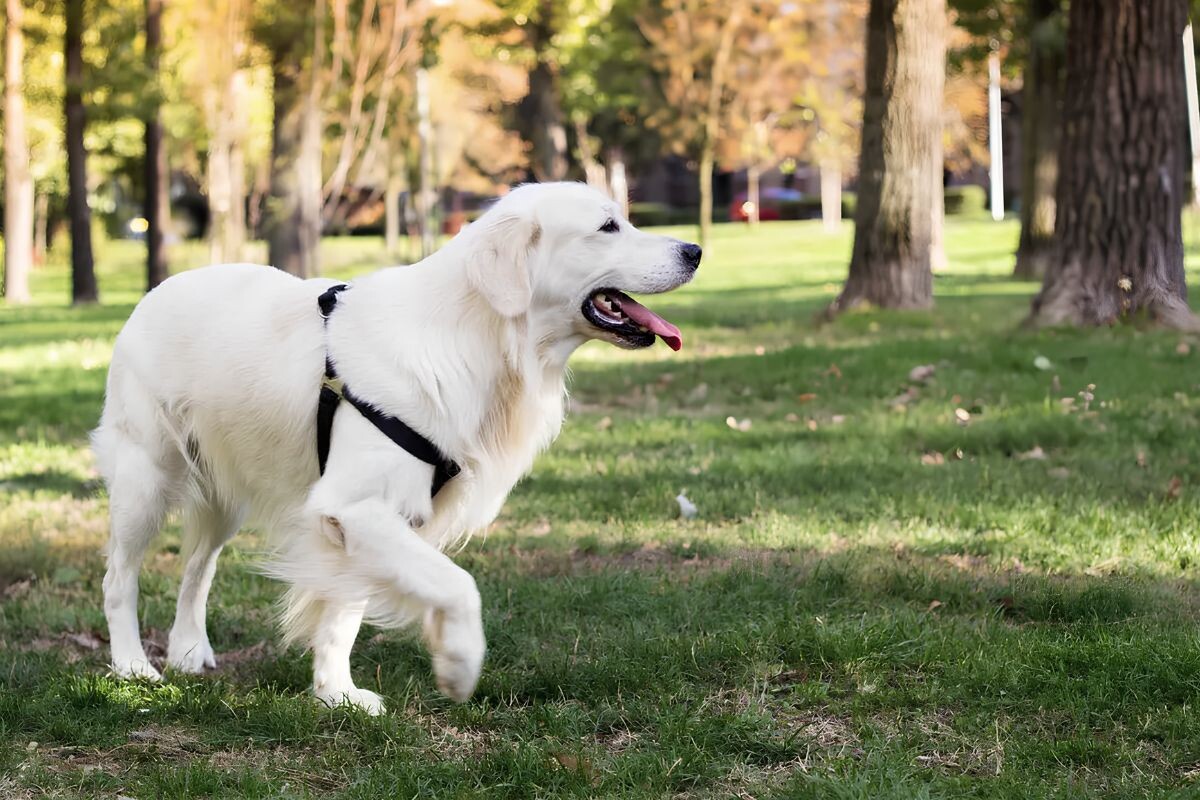 Собака хромает 