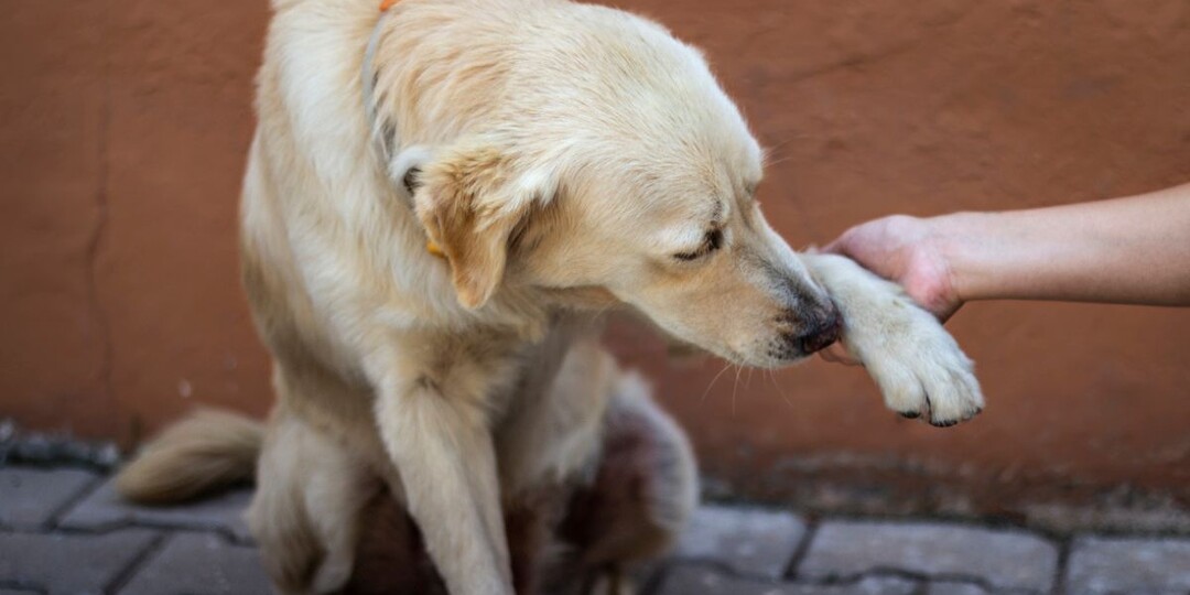 Почему собака хромает без видимых причин? Разбираемся вместе с экспертом