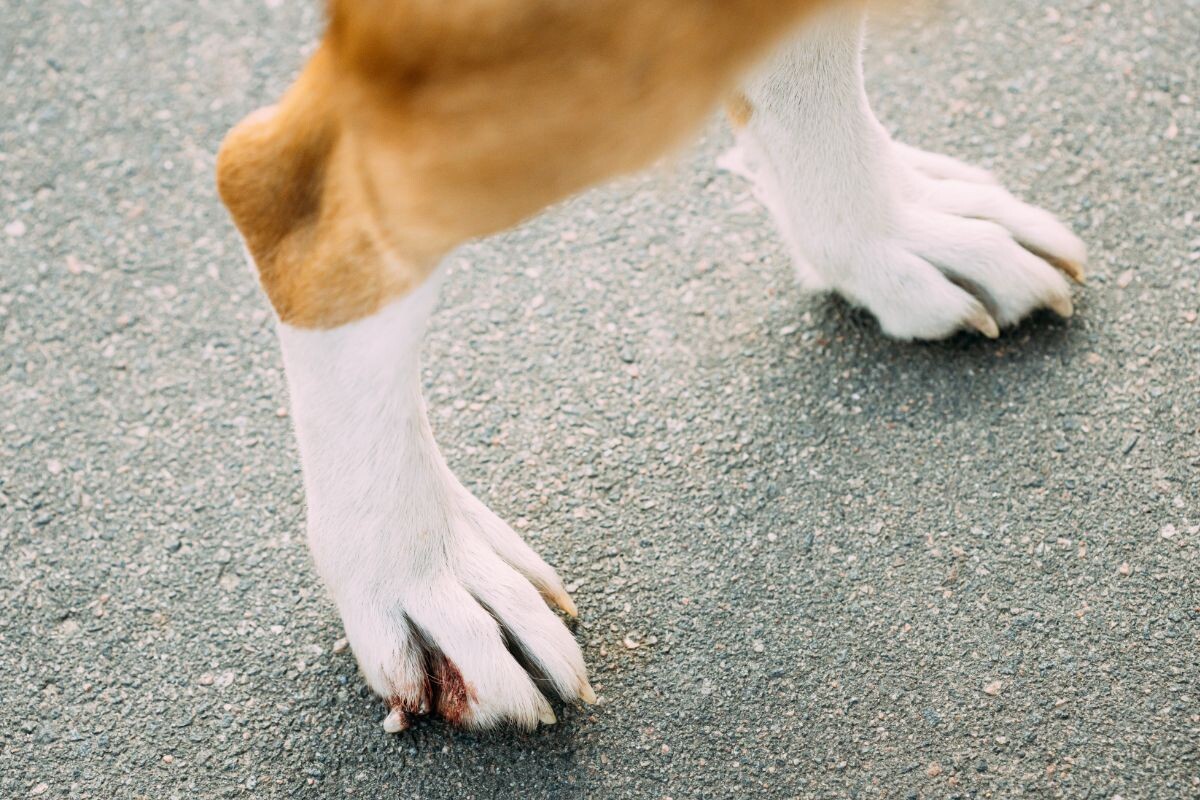 Травмированный коготь 