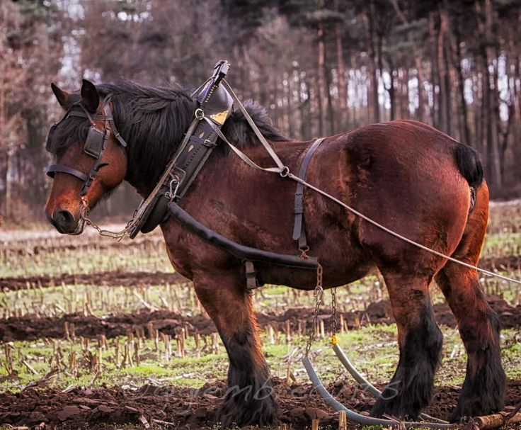Яндекс.Картинки
