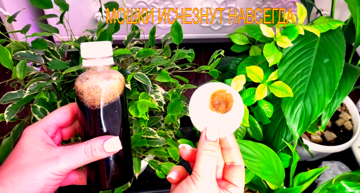 Дача. Сад. Цветы