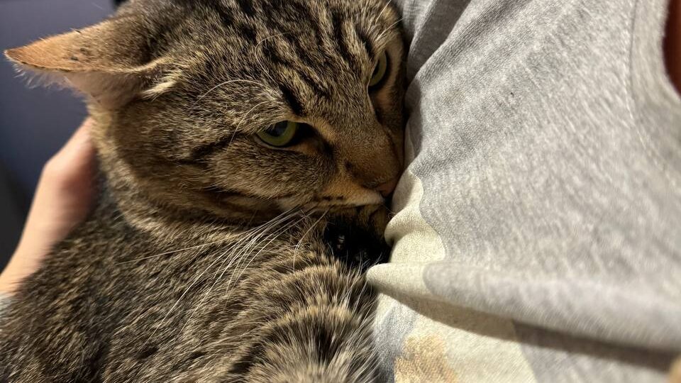 ДОМА!!! У нас никогда такого не было. К самому робкому коту приехали на смотрины уже через неделю его жизни во временном доме