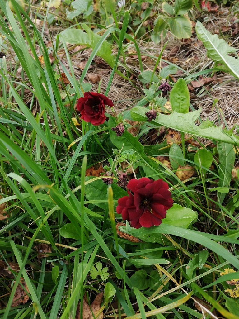 Лапчатка гибридная Фламбойянт