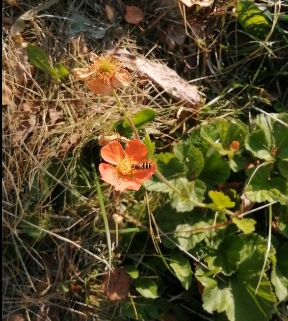 Гравилат Борисий