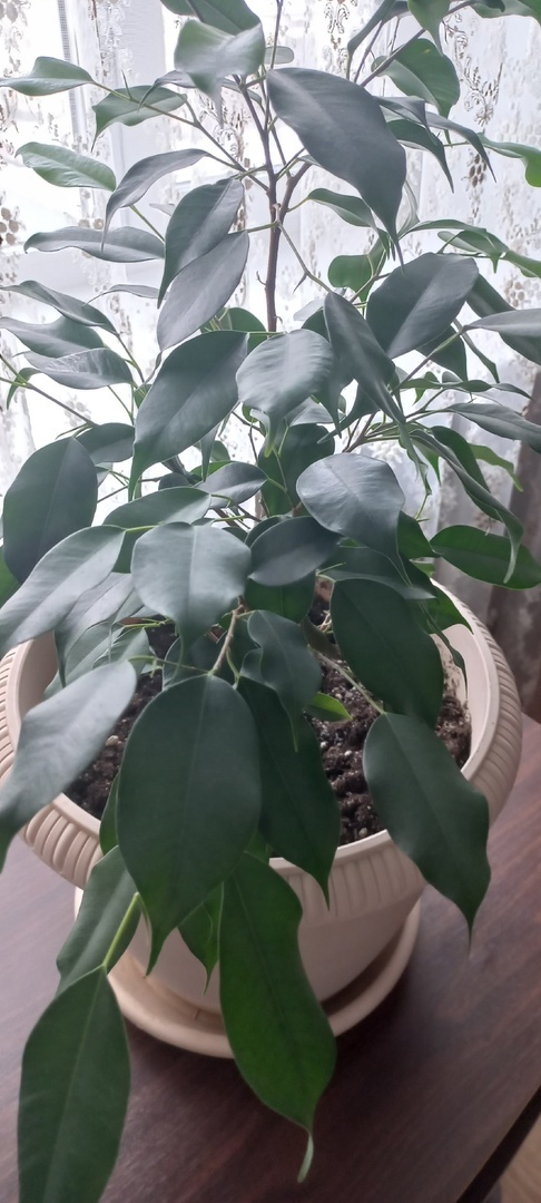 Мой фикус "Даниэль"