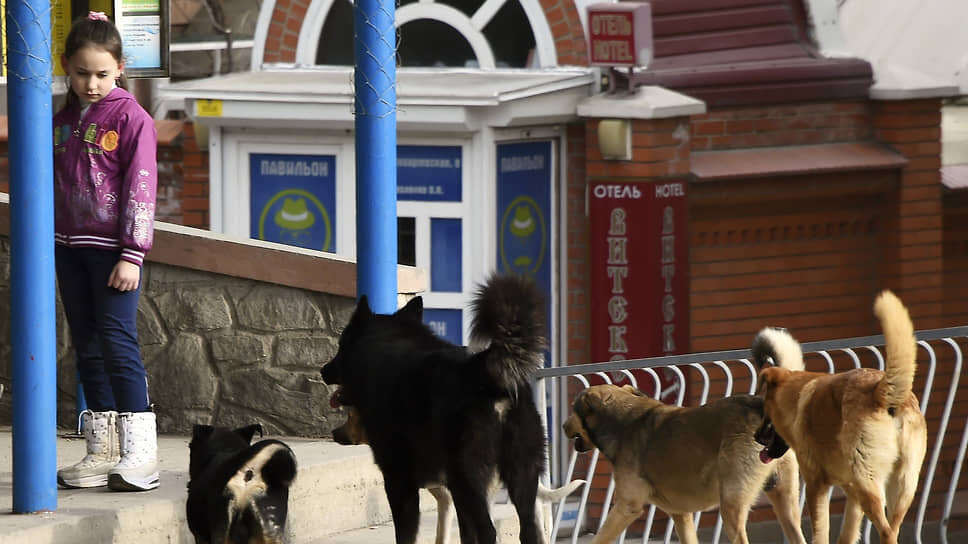 В Госдуме предложили разрешить субъектам РФ самостоятельно определять срок содержания животных в приютах.📷Фото: Виктор Коротаев / Коммерсантъ