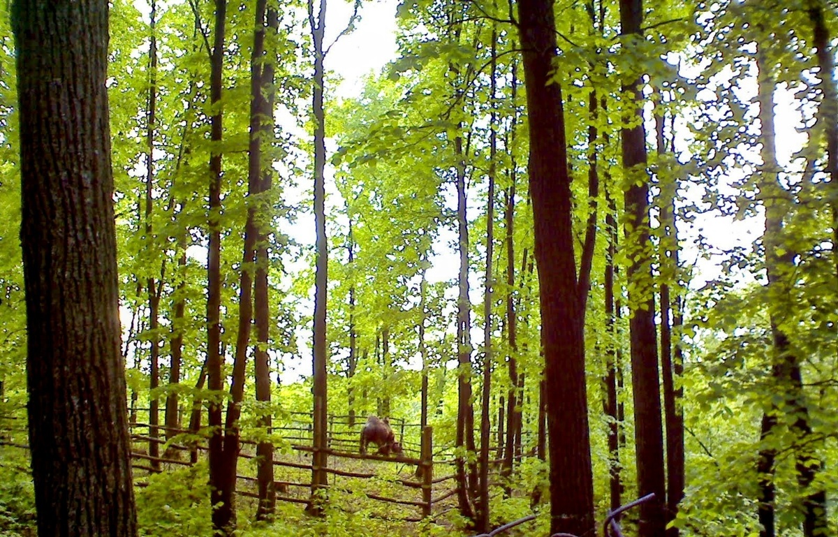 Верблюд. Откуда он? Может сбежал с герба Челябинска?!