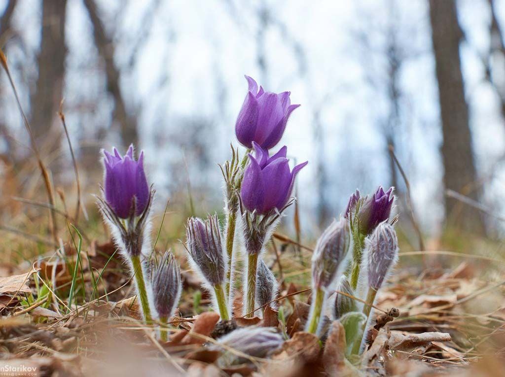 Прострел. Фото из интернета.