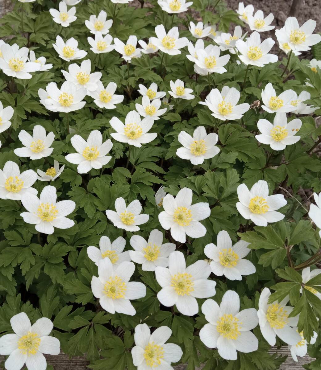 Ветреница дубравная.