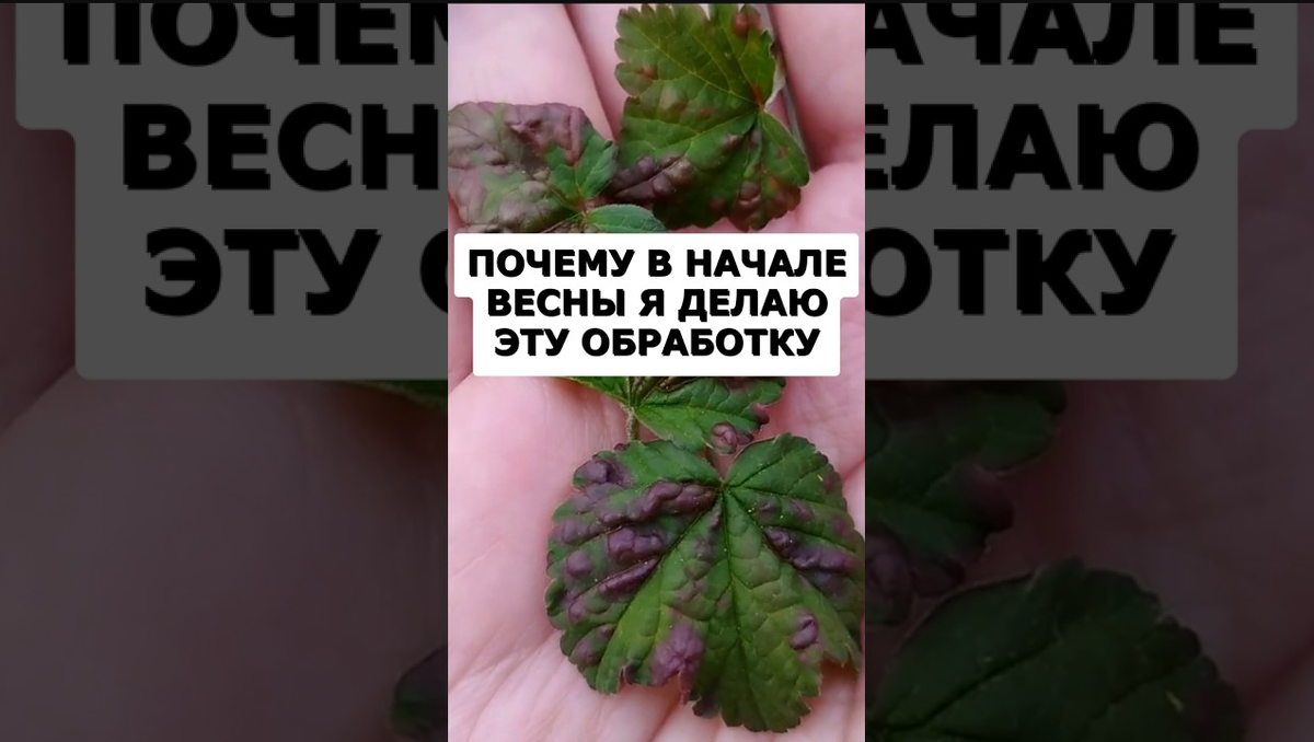 Дача. Сад. Цветы