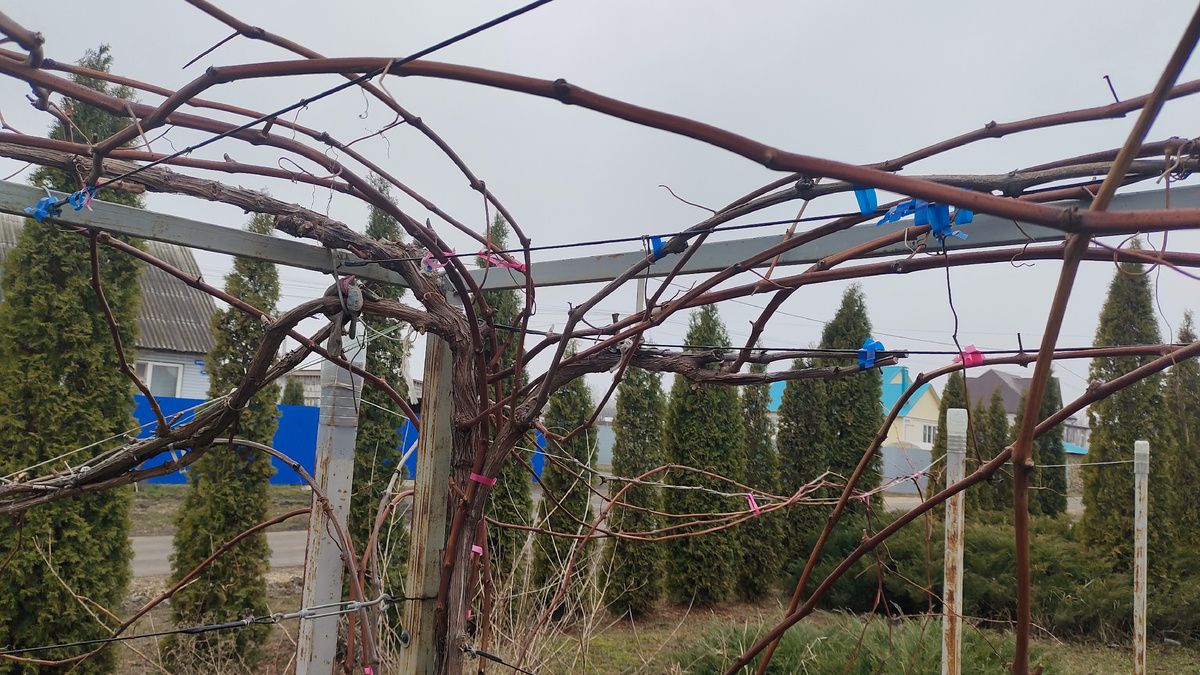 Куст Фронтенака на перголе перед домом 