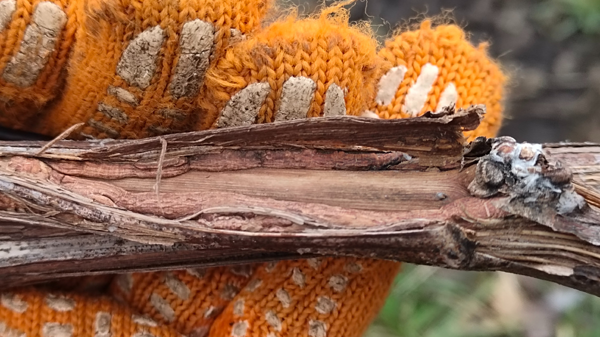 Порванный весенним заморозком рукав Фронтенака 