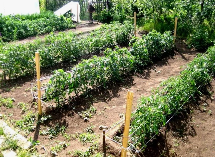 Грядки томатов