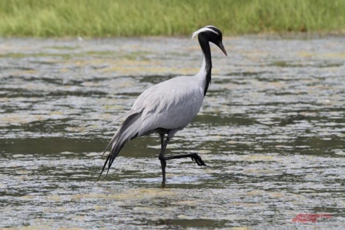Фото: Сергей Левченко / АиФ