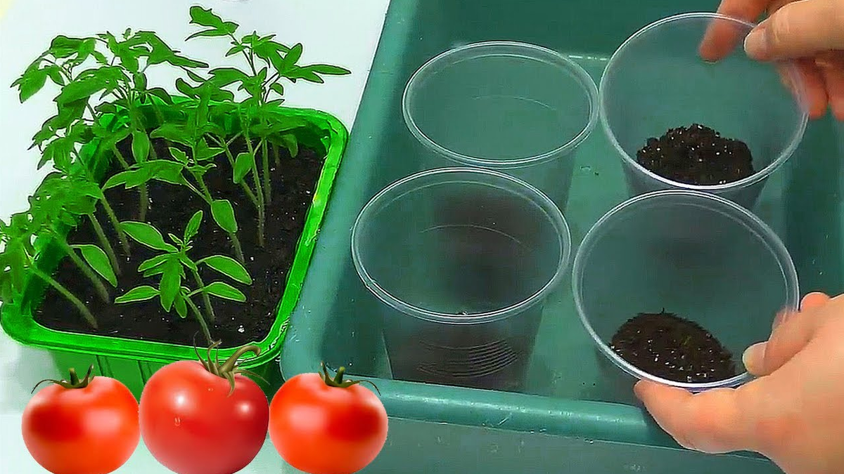 Дача. Сад. Цветы