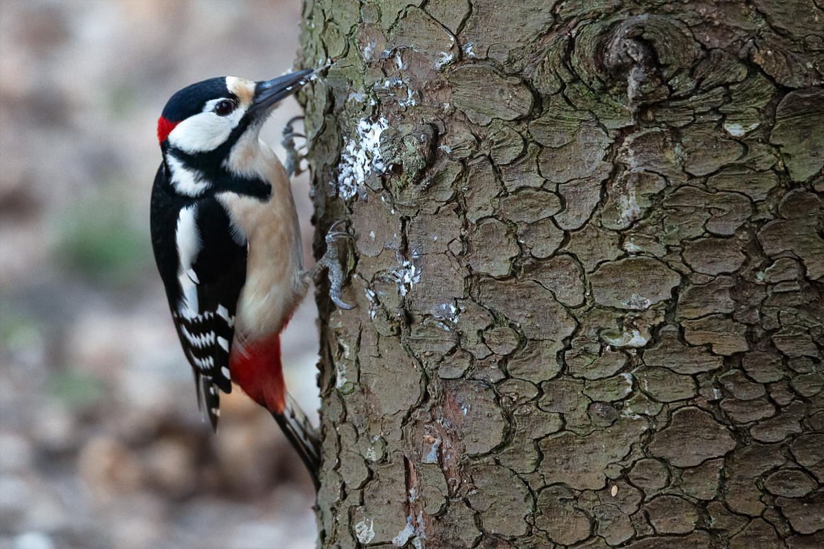 Пусть этот симпатичный дятел будет символом хейтера
