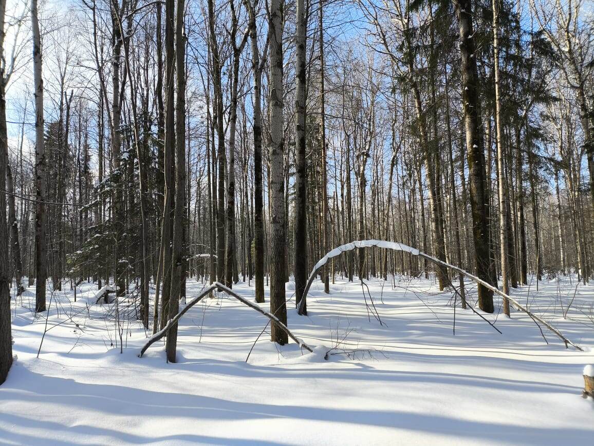 Поклон от о. Анатолия из зимнего леса