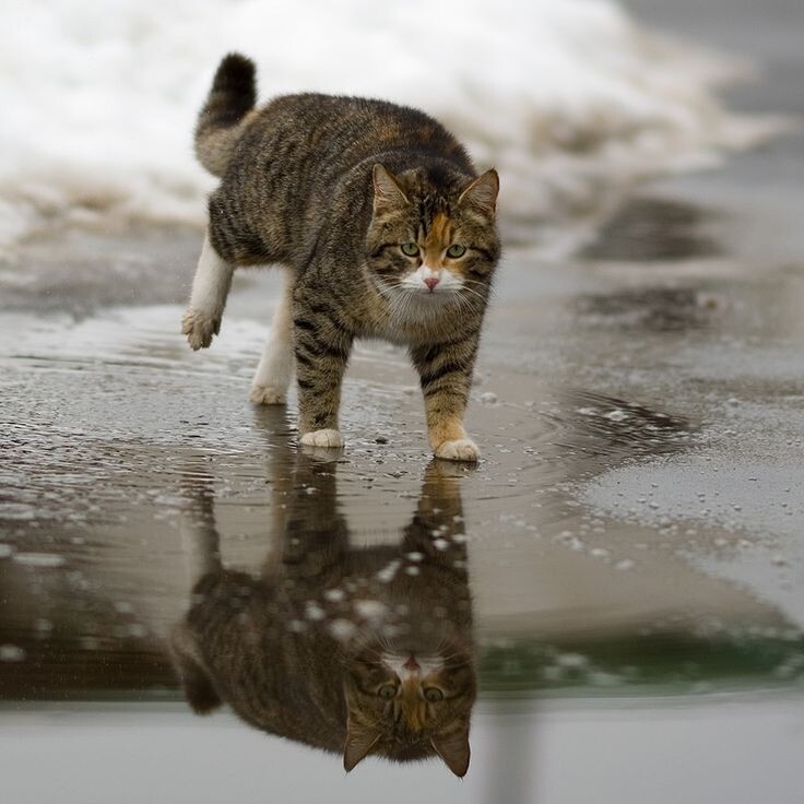 Фото из открытых источников