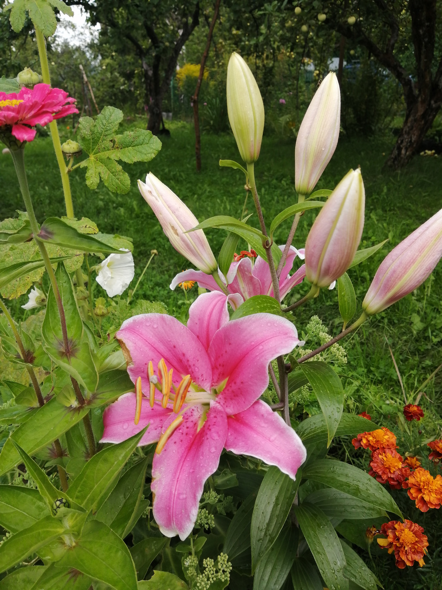 Моя азиатская лилия на второй глд