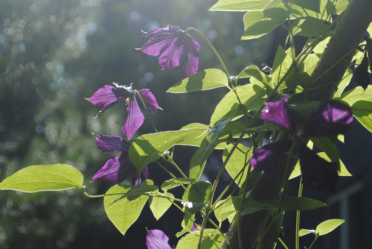 Вдохновивший меня клематис, оставшийся от прежней хозяйки сада 
