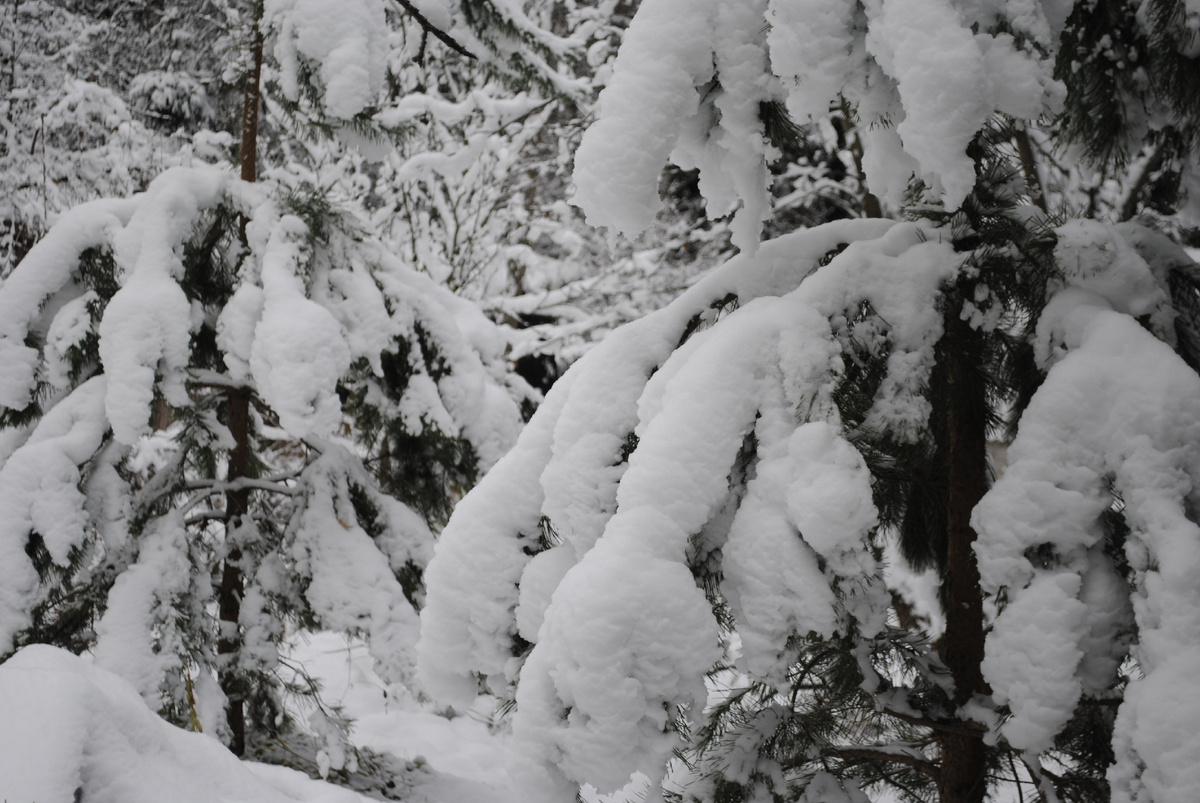 В конце ноября сад выглядел вот так. Ну кто сажает в такую погоду?! Эх 
