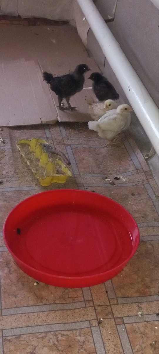 Плоскогубцы положила в кормушку, чтобы не переворачивали) пока еще их вес не позволяет это сделать)